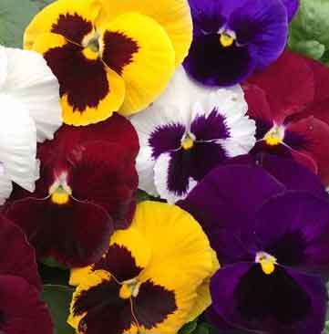 Pasies Flowers