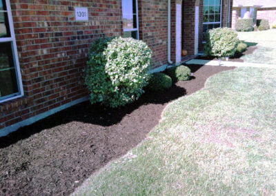 Bush Planting Expert - DFW Texas