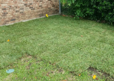Sod Installation - Lawn Expert - DFW Texas