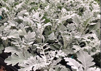 Dusty Miller