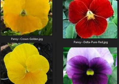 Pansy