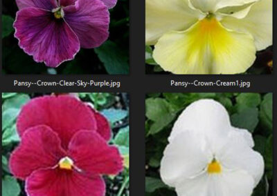 Pansy