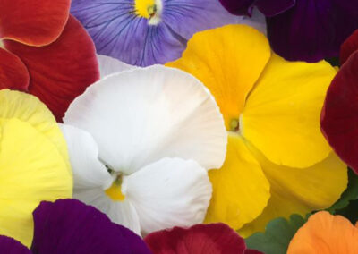Pansy