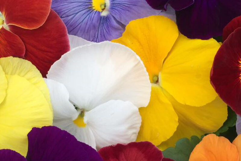 Pansy