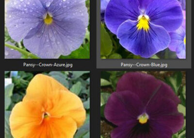Pansy