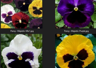 Pansy