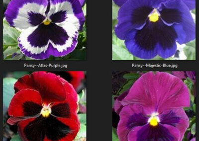 Pansy