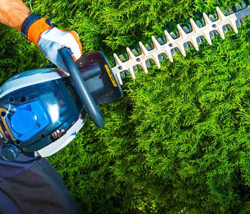 Bush Trimming
